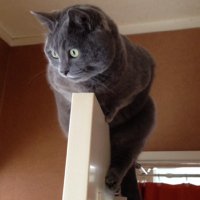 木村友祐 (@kimuneill) 's Twitter Profile Photo 木村友祐 (@kimuneill) 's Twitter Profile Photo