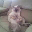 Amber Cavallo - @pauliescarlett - Twitter