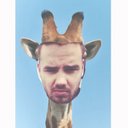 LIAM THE GIRAFFE