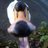 KevinTheSwan's profile image