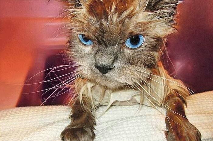 Bilderesultat for wet cat