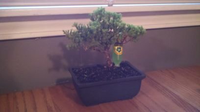 tylerNOTshirley's profile picture. 