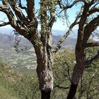 Pepe Rodas (@peperodas2) 's Twitter Profile