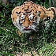 DanutLupascu's profile picture. 