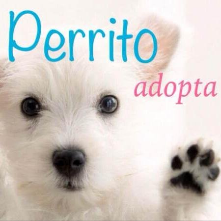Ayuda a perritos abandonados. Buscamos a las personas ideales para estos angelitos en la tierra. Adopta y no compres. Contáctanos unperritoadopta@gmail.com