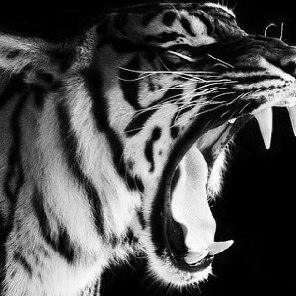 Timberhunter's profile picture. 