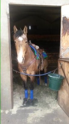 Exercise Rider, Pony Person, Trainer, & Racetrack Instructor at Olds College

Rodan and Fields Consultant