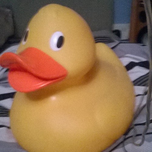 Fattywattydooda Profile Picture