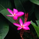 BeautiesNature (@BeautiesNature) Twitter