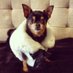 Fendi Chihuahua (@mydogfendi) Twitter profile photo Fendi Chihuahua (@mydogfendi) Twitter profile photo