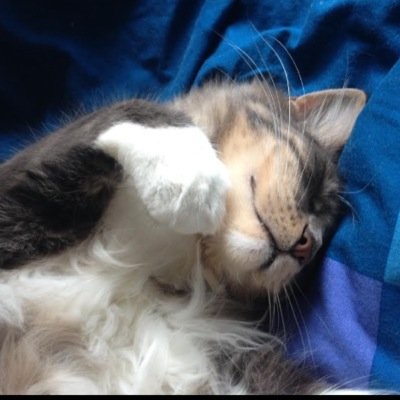 Cats videos on Youtube ! 1 Subscriber = 1 Kitten adopted !