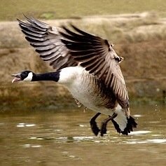 Just a guy that loves to kill big northern honkers !