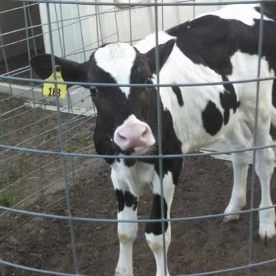 VanhaitsmaTim's profile picture. Co-owner of SunQuest Reg. Holsteins with my best freind & wife!!