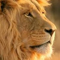 Atta Mainoo (@attamainoo) 's Twitter Profile