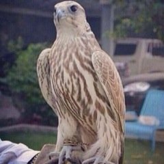 ليس من الخطر أن تكون السفينة فى الماء ولكن الخطر أن يكون الماء فى السفينة فوجود المؤمن فى الدنيا ليس مشكلة ولكن المشكلة أن تكون الدنيا في قلب المؤمن