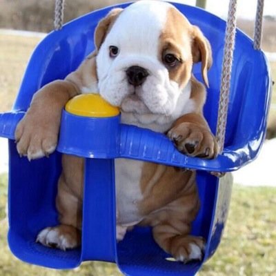 || Animals || Pet Saga || Love Cat + Dog || Follow For Follow || Unfollow For Unfollow !