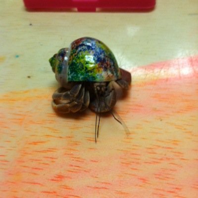 I am a crab. *Snap snap snap snap* i like pinching. *Snap snap snap snap* that is all. Byeeee. *snap snap snap. Snappppppp*