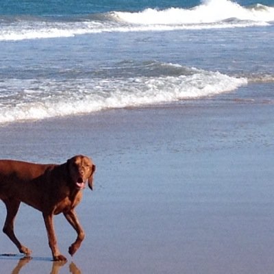 oceanblessed's profile picture. I am passionate about the protection on the environment. I love our oceans and all the creatures than live within