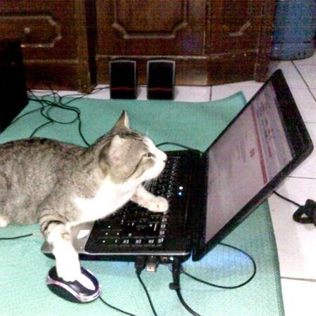 #MeowSec