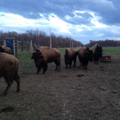 BisonWhisperer's profile picture. 