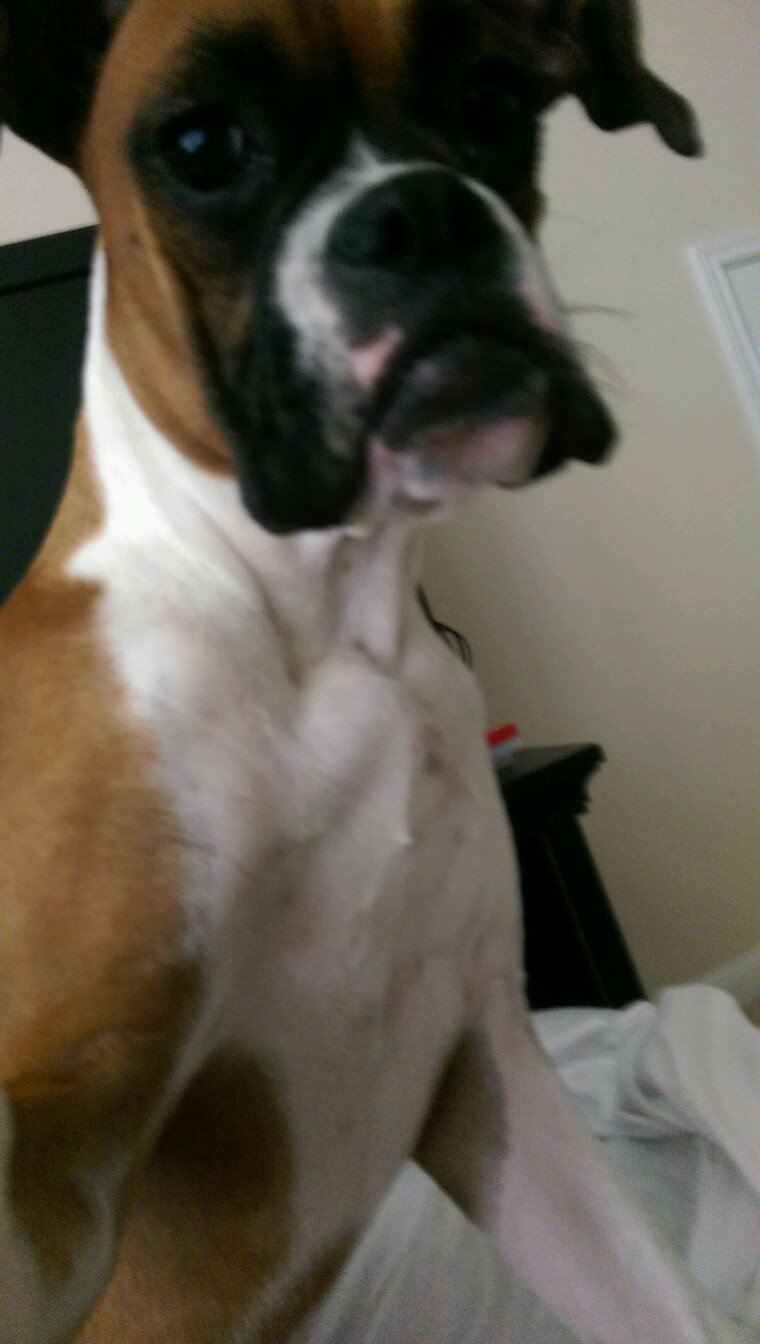 I am Sophie the Boxer dog.