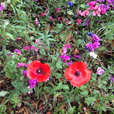 pearlstears's profile picture. 