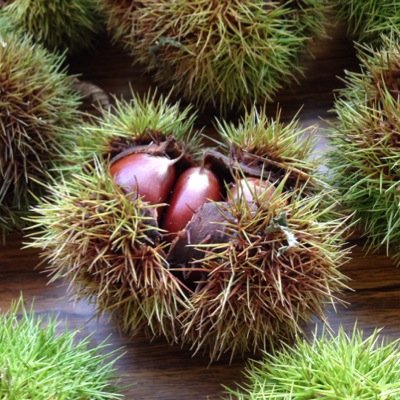 日本エレキテル連合さん… ハイパヨちゃん…むぎ(猫)さん…