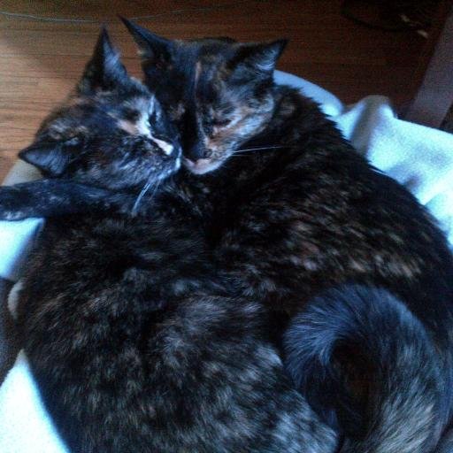 The twitter account dedicated to all things cats and my awesome cats Alba and Olive. Two adorable tortie sisters.