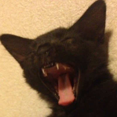 ねこすい