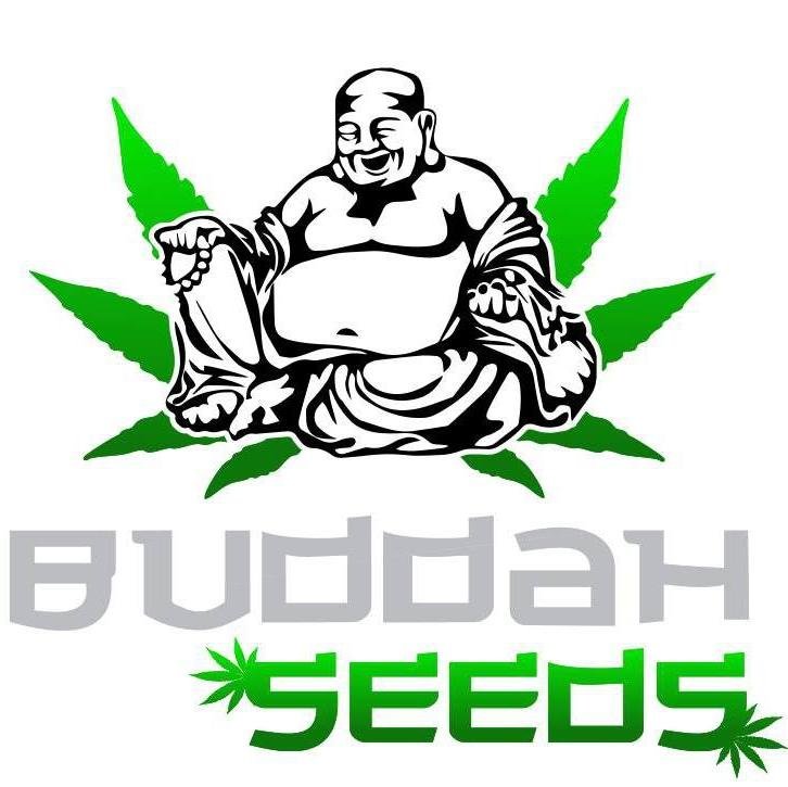 Buddah seeds brings you the highest quality cannabis seeds, along with best service and prices around.