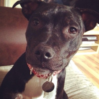 im a staffy from birmingham who tells my humon mom what to tweet on the ipaw i love sticks, stones, food and most of all people to fuss me