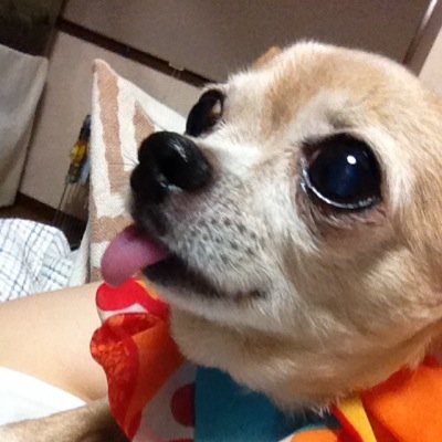もはや癒しの動物たちをリツイートするだけのアカウントになりつつある。