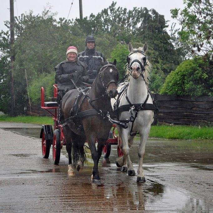 CycleCandHoofP's profile picture. A (not so) Famous Five trek the Via Francigena from Reims to Rome 2 on horse&carriage & 3 on bicycles in aid of Dementia.
