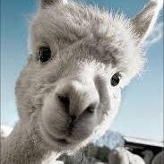 llama0413's profile picture. 'แอคหลุมสิวคยู(?' ฟอลฟรีรีเพื่อ #SuperJunior 
เจ้าของฟาร์มลามะ : @Little_ryeong