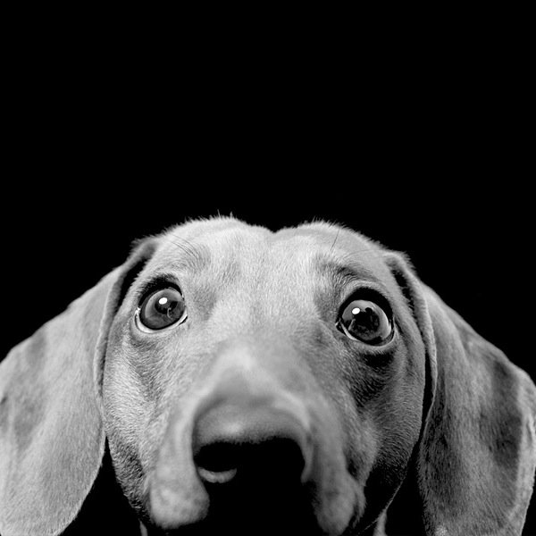 Je peux pas dire ce que je veux sur mon vrai compte, alors mon chien parle à ma place.