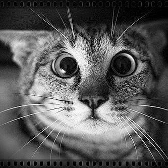 FunnyTailed's profile picture. Странные и смешные животные на видео и фото ...