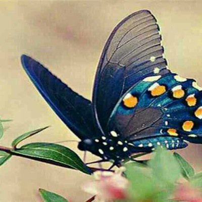 BousrhaMansour's profile picture. 