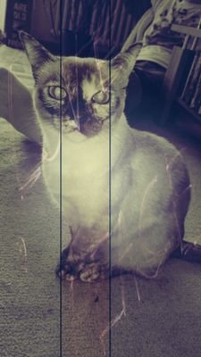 schmidt486's profile picture. 