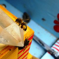 Mrs HH (@naturalbeetrust) 's Twitter Profile Photo