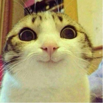 Hi!! I'm a Vietnamese girl, i want to have more friends around the world so glad to see you guys!! Let's follow me and i'll follow u back :-)