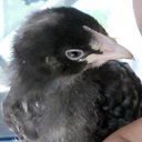 Joan Wells - @crittergardnie - Twitter