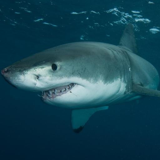 Underwater photographer, shark diver and beach lover.