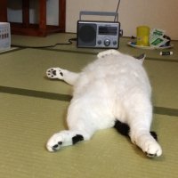 Keratin (@oyo_hide) 's Twitter Profile