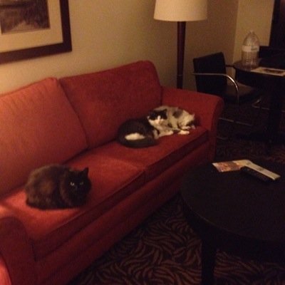 kimptonkitties's profile picture. 