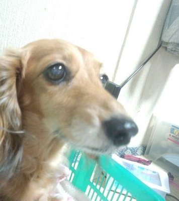 2022年6月 膵臓癌発覚 ステージⅡa 膵頭部に腫瘍と、胆管内腫瘍あり。術前抗癌剤後、9月膵頭十二指腸切除術。12月から術後抗癌剤開始。2023年4月 抗癌剤終了。経過観察中。もうすぐ3年経過。再発転移なく経過良好。生かされている命、これからの生き方を模索中。同じ癌サバイバーさんから勇気と生き方を学び中。