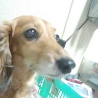 suzy (@kaoruivu) 's Twitter Profile