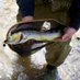 SlummingForTrout (@slumming4trout) Twitter profile photo
