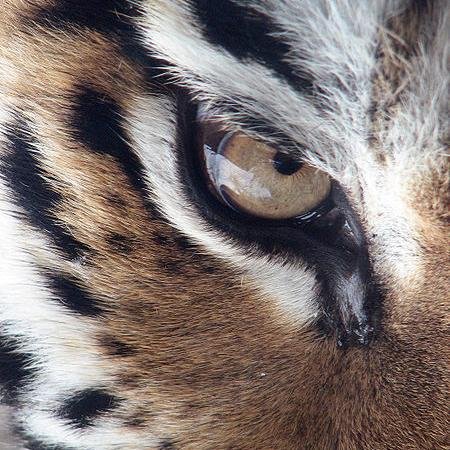 Pomosh_Tigram's profile picture. 