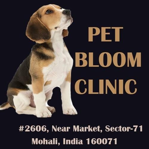 petbloomclinic's profile picture. 
