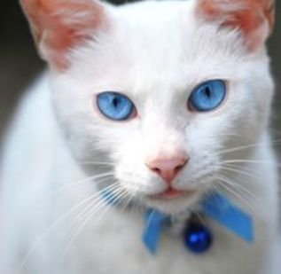 follow meh if u like cats ! i play msp ! team follow back ! forumer !